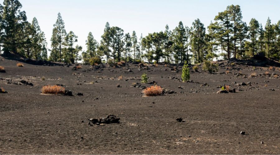 Impacto Global de la Deforestación y Acciones Necesarias